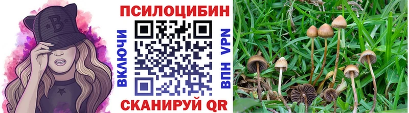 сколько стоит Яхрома Галлюциногенные грибы Psilocybe